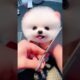 The love for these cute puppies grows day by day #dog #pet #cutedog #puppy #puppylove #cuteanimal
