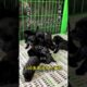 The love for these cute puppies grows day by day #dog #pet #cutedog #puppy #puppylove #cuteanimal