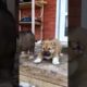 Cute Puppies #viral #shorts 🐶