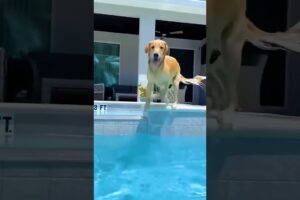 Cute Puppies #viral #shorts 🐶