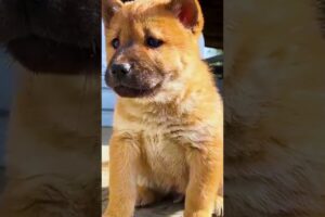 Cute Puppies #viral #shorts 🐶