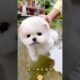 The love for these cute puppies grows day by day #dog #pet #cutedog #puppy #puppylove #cuteanimal