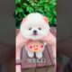 The love for these cute puppies grows day by day #dog #pet #cutedog #puppy #puppylove #cuteanimal
