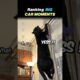 Ranking BIG CAT MOMENTS Core Moments!! 🦁🐯