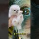 The love for these cute puppies grows day by day #dog #pet #cutedog #puppy #puppylove #cuteanimal