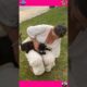 Heartwarming Animal Rescue That Will Restore Your Faith in Humanity part 14