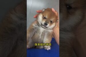 The love for these cute puppies grows day by day #dog #pet #cutedog #puppy #puppylove #cuteanimal