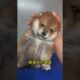 The love for these cute puppies grows day by day #dog #pet #cutedog #puppy #puppylove #cuteanimal
