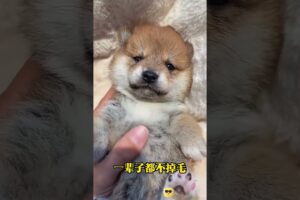 The love for these cute puppies grows day by day #dog #pet #cutedog #puppy #puppylove #cuteanimal