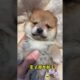 The love for these cute puppies grows day by day #dog #pet #cutedog #puppy #puppylove #cuteanimal