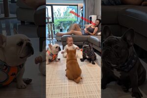cute puppies barking adorable video #puppy #dog #cutedog #1millionviews  #trending #dogs #mrBitlooyt