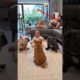 cute puppies barking adorable video #puppy #dog #cutedog #1millionviews  #trending #dogs #mrBitlooyt