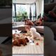 cute puppies barking adorable video #puppy #dog #cutedog #1millionviews  #trending #dogs #mrBitlooyt