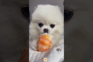 The love for these cute puppies grows day by day #dog #pet #cutedog #puppy #puppylove #cuteanimal