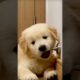 Cute Puppies #viral #shorts 🐶