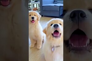 Cute Puppies #viral #shorts 🐶