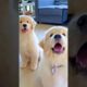 Cute Puppies #viral #shorts 🐶