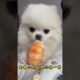 The love for these cute puppies grows day by day #dog #pet #cutedog #puppy #puppylove #cuteanimal
