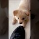 Cute Puppies #viral #shorts 🐶