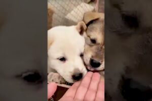 Cute Puppies #viral #shorts 🐶