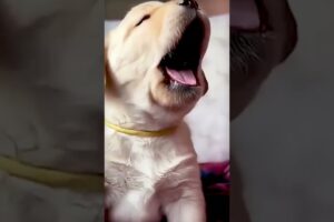 Cute Puppies #viral #shorts 🐶