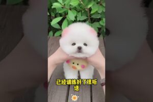 The love for these cute puppies grows day by day #dog #pet #cutedog #puppy #puppylove #cuteanimal