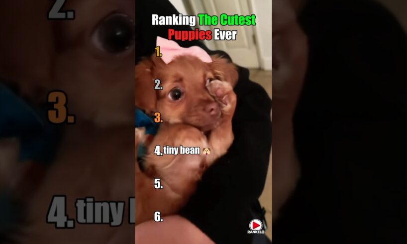 Ranking The Cutest Puppies Ever 🥺