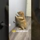 5 things you should know about your dog! #shorts #animals #pets #cute #dog