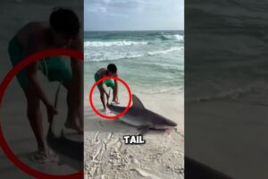 A Stranded Shark Was Running Out of Time ❤️ #Shark