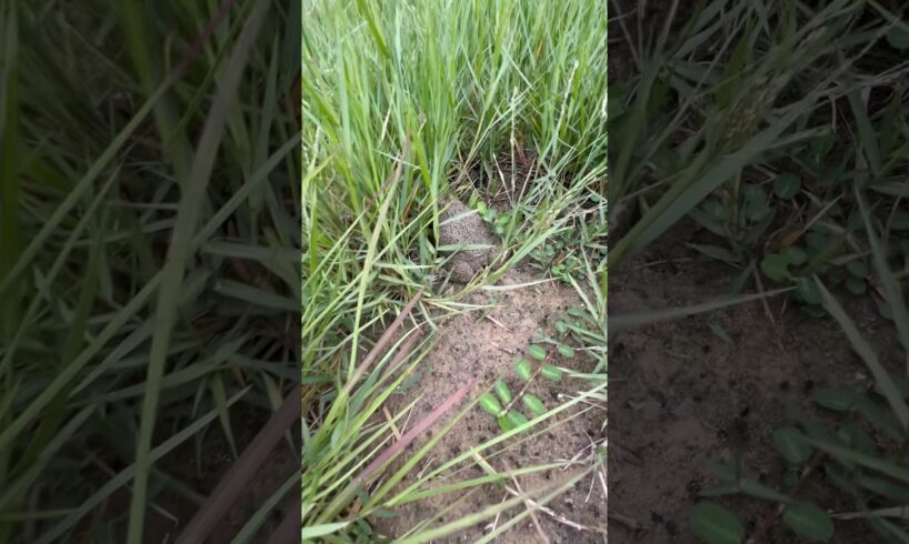A man who is skilled and specialized in finding frogs and playing with them happily.#frog #shorts