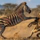 ANIMAL WARRIORS | The Most Incredible Battles in Nature (Full Episode) | Nature Animal Documentary