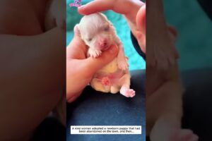 Adopt a newborn puppy. #wildliferescue #loveforanimals #lovestory #animals #pets #rescue #love