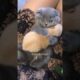 Adorable cat hugs a puppy 😻