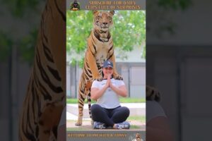 Amazing Animal Rescues Caught on Camera ❤️ #shorts
