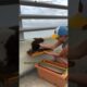 An Amazing Bee Rescue You Have To See! 🐝 #shorts
