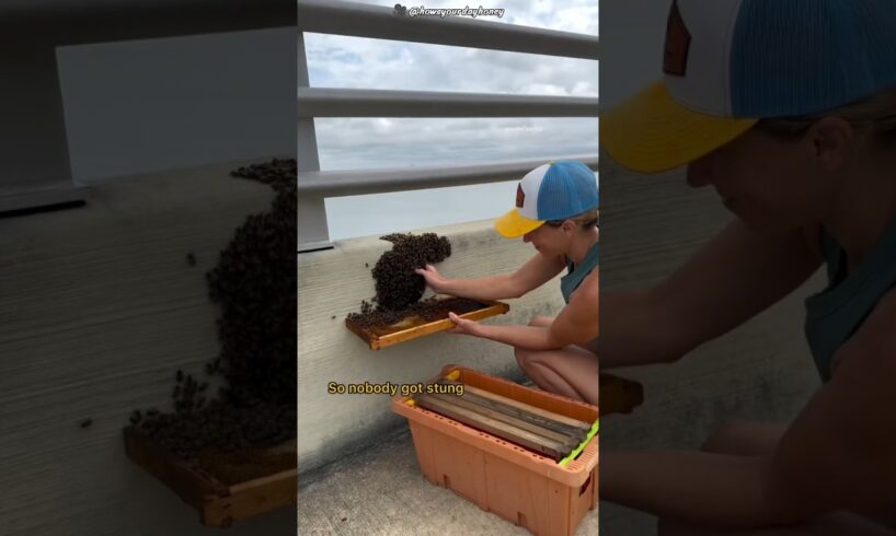 An Amazing Bee Rescue You Have To See! 🐝 #shorts