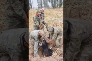 Animal Rescue: Trapped Cow Saved Just in Time. #cowrescue #animalrescue