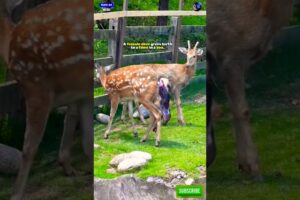 At a zoo, a female deer gave birth to a fawn but refused to accept it—and then what happened?...