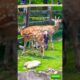At a zoo, a female deer gave birth to a fawn but refused to accept it—and then what happened?...