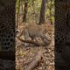 BLOODY BATTLE! Leopard vs. Pangolin Armor 🐆🩸😱 #shorts #wildlife #animals