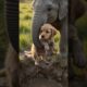 🐘 Baby Elephant Saves a Tiny Puppy ❤️ | Heartwarming Animal Rescue #shorts