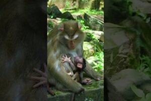 Baby Monkey's First Days With Mom Luna
