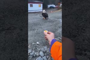 Bald Eagle's True Size