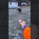 Bald Eagle's True Size