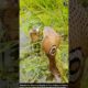 Behold the Stunning Beauty of Two Cobras in Nature #snake #wildlifeentertainment #wildliferescue