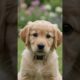 Best Cutest Puppies Playing Together In Park ❤️😍 Cute Golden Retriever Puppies 🤩😍 #goldenretriever