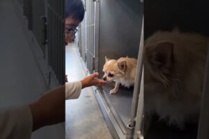Blind Dog Rescue | Kid's Heartbreaking Words Will Move You to Tears! ❤️
