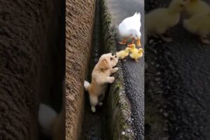 Brave Dog Rescues Tiny Chicks 🐶🐥 | Heartwarming Animal Rescue #ShortsSEO DescriptionJuly 20, 2026