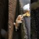 Brave Dog Rescues Tiny Chicks 🐶🐥 | Heartwarming Animal Rescue #ShortsSEO DescriptionJuly 20, 2026