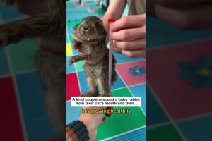 Bunny's Warmth #animals #wildliferescue #lovestory #cute #rescueefforts #rescue #bunny #rabbit
